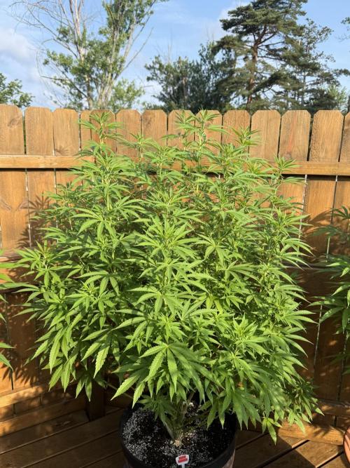 Spliff Seeds Outdoor Grow 2026. Week 12