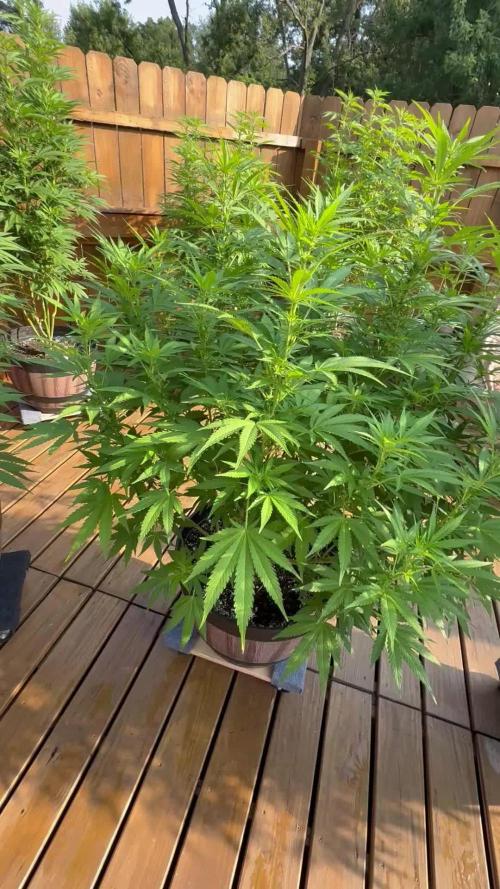 Spliff Seeds Outdoor Grow 2026