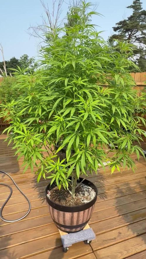 Spliff Seeds Outdoor Grow 2026