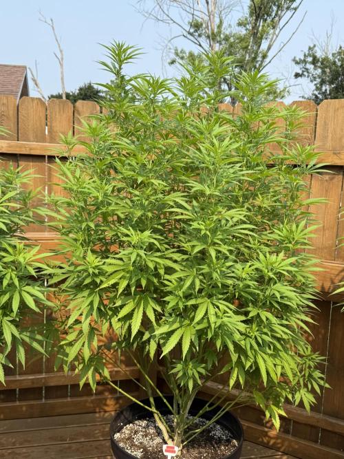 Spliff Seeds Outdoor Grow 2026. Week 13
