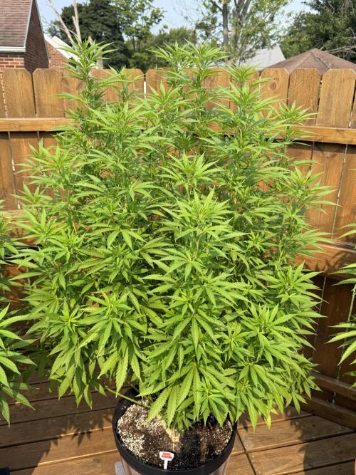 Spliff Seeds Outdoor Grow 2026. Week 13