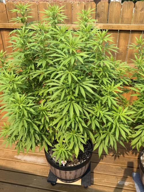 Spliff Seeds Outdoor Grow 2026. Week 13
