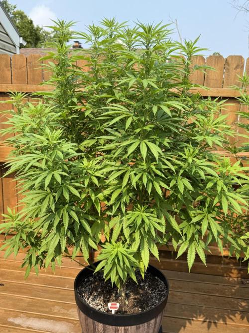 Spliff Seeds Outdoor Grow 2026. Week 13
