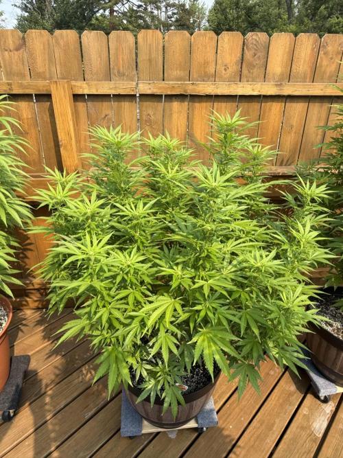 Spliff Seeds Outdoor Grow 2026. Week 13