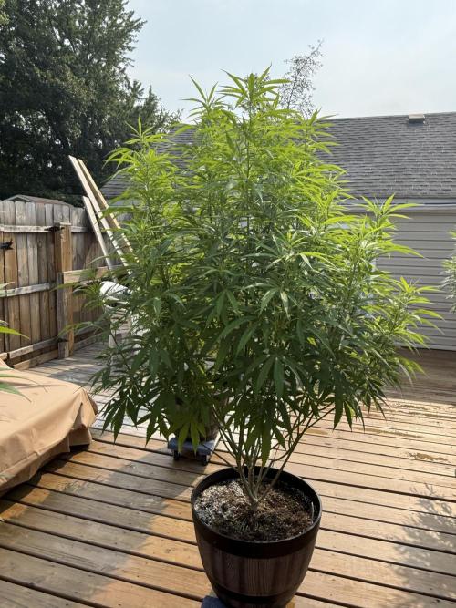 Spliff Seeds Outdoor Grow 2026. Week 13