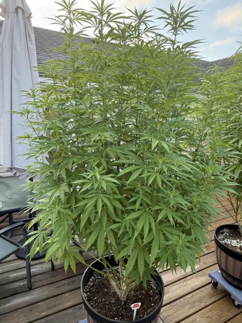 Spliff Seeds Outdoor Grow 2026. Week 14