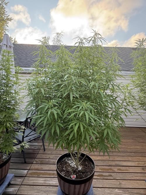 Spliff Seeds Outdoor Grow 2026. Week 14
