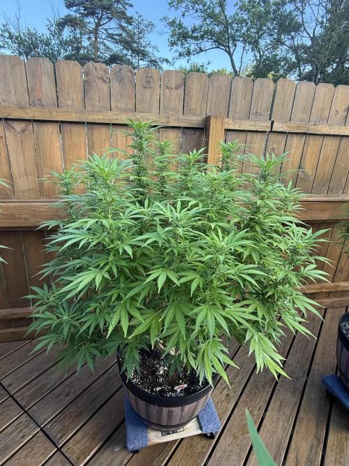 Spliff Seeds Outdoor Grow 2026. Week 14