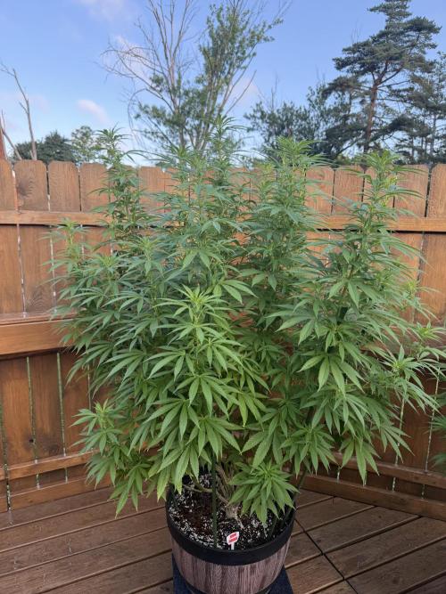 Spliff Seeds Outdoor Grow 2026. Week 14