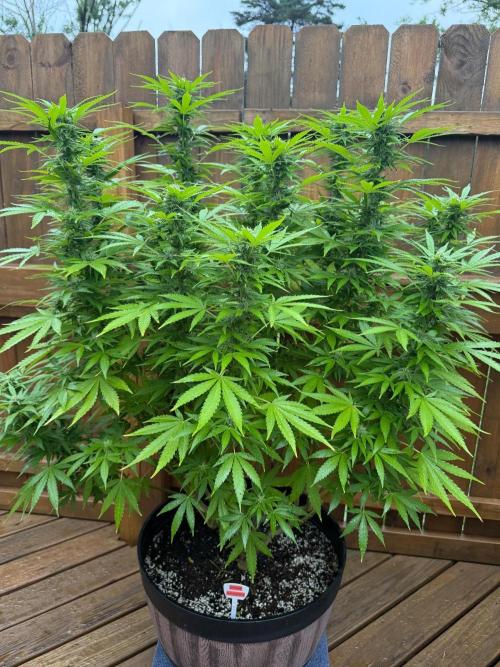 Spliff Seeds Outdoor Grow 2026. Week 15 - Gold Rush 