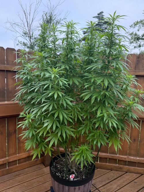Spliff Seeds Outdoor Grow 2026. Week 15 - Blueberry