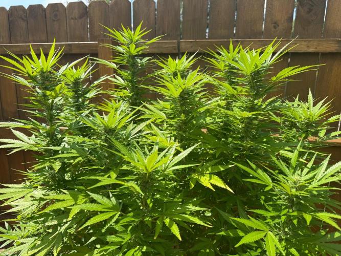 Spliff Seeds Outdoor Grow 2026. Week 15 - Gold Rush 