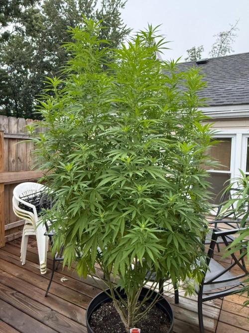 Spliff Seeds Outdoor Grow 2026. Week 15 - Blueberry