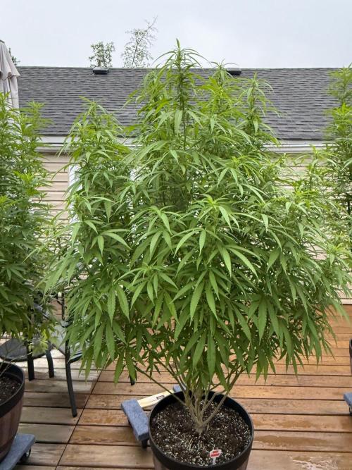 Spliff Seeds Outdoor Grow 2026. Week 15 - Gold Rush 