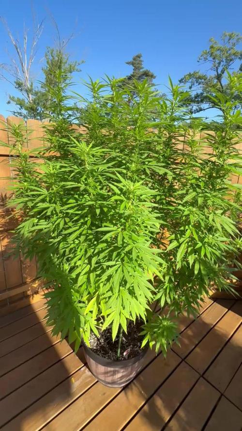 Spliff Seeds Outdoor Grow 2026
