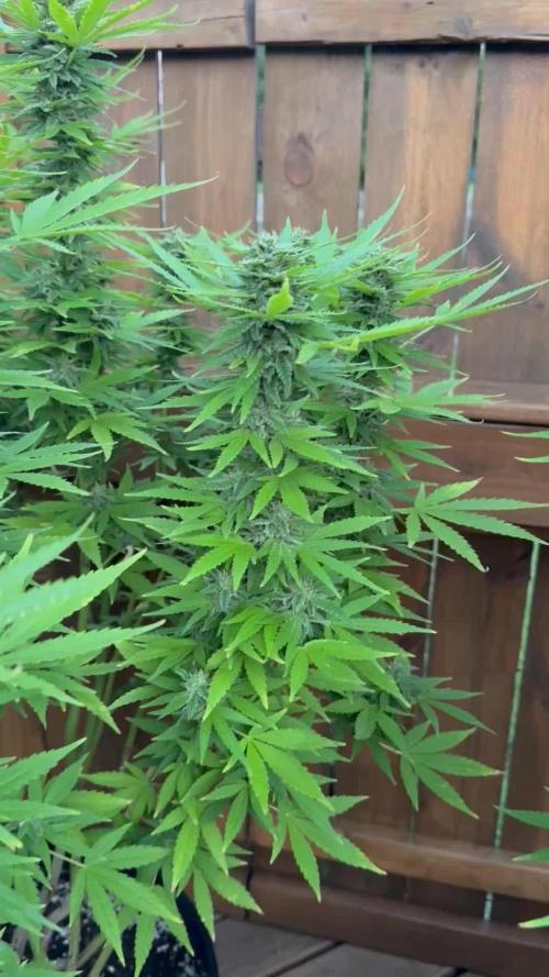 Spliff Seeds Outdoor Grow 2026