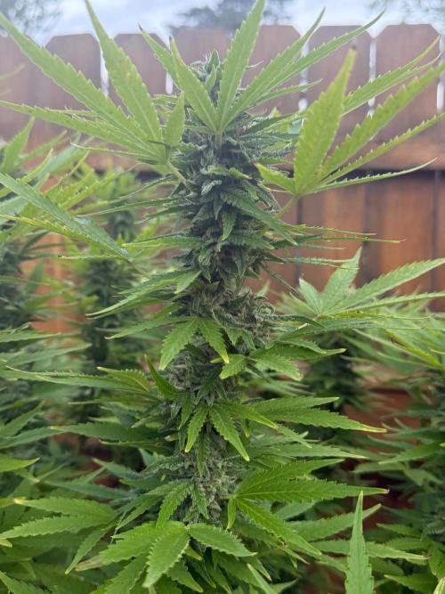 Spliff Seeds Outdoor Grow 2026. Week 17