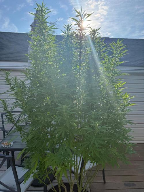 Spliff Seeds Outdoor Grow 2026. Week 17