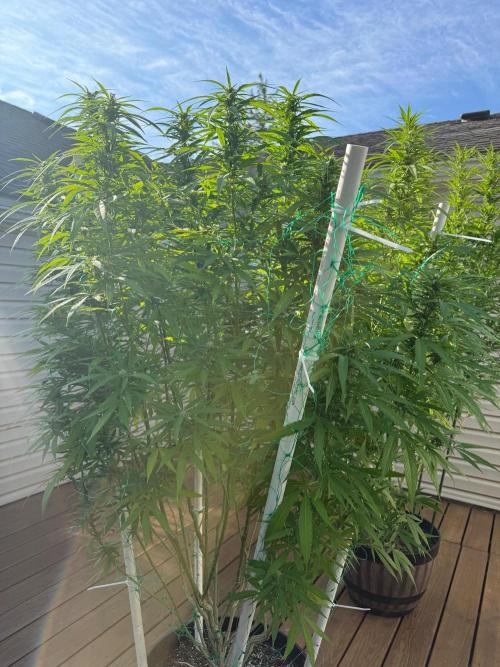 Spliff Seeds Outdoor Grow 2026. Week 17