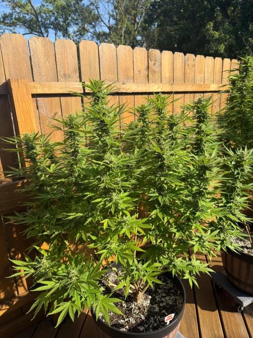 Spliff Seeds Outdoor Grow 2026. Week 17