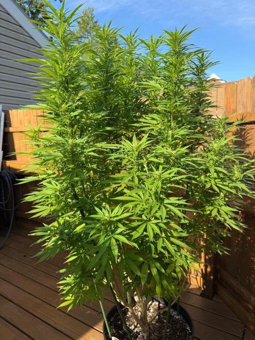 Spliff Seeds Outdoor Grow 2026. Week 17