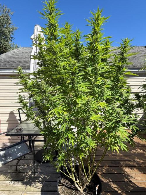 Spliff Seeds Outdoor Grow 2026. Week 19