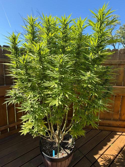 Spliff Seeds Outdoor Grow 2026. Week 19