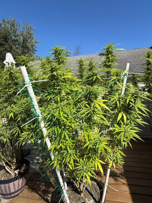 Spliff Seeds Outdoor Grow 2026. Week 19