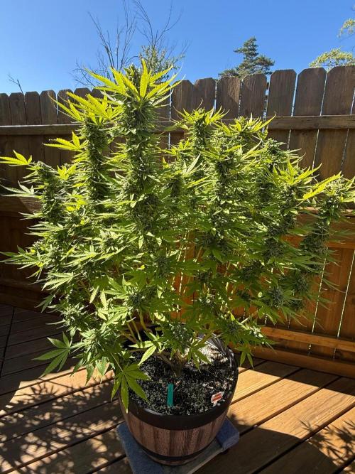 Spliff Seeds Outdoor Grow 2026. Week 19