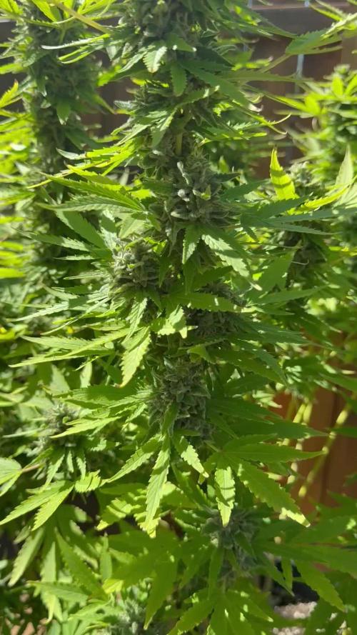 Spliff Seeds Outdoor Grow 2026