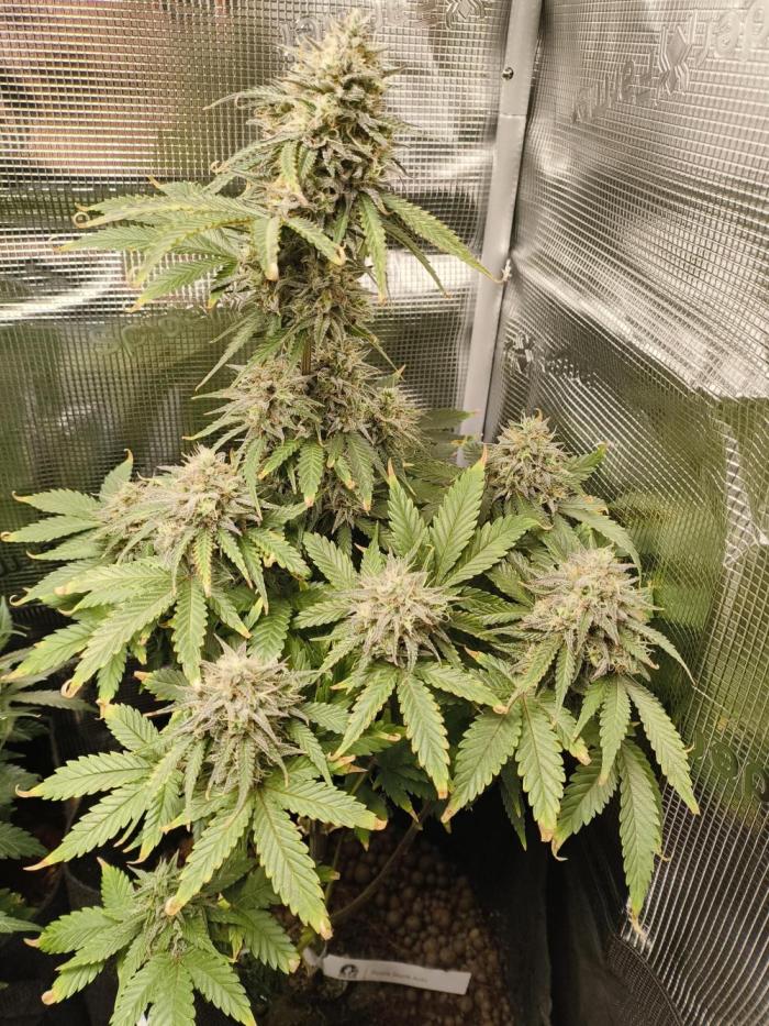 Purple Skunk Auto. Week 6 - Purple Skunk Auto Fatting up 