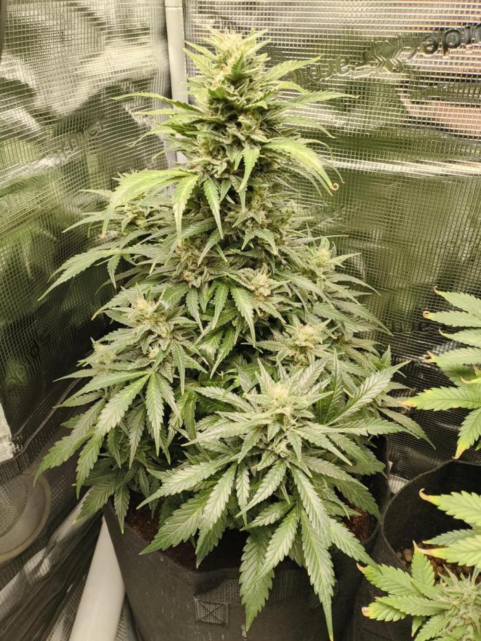 White Widow Auto. Week 6 - White Widow Auto Week 6 
