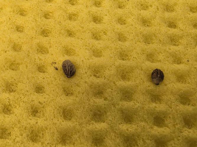 Frosty’s Auto Freak Grow Contest. Week 0 - 14.04.26