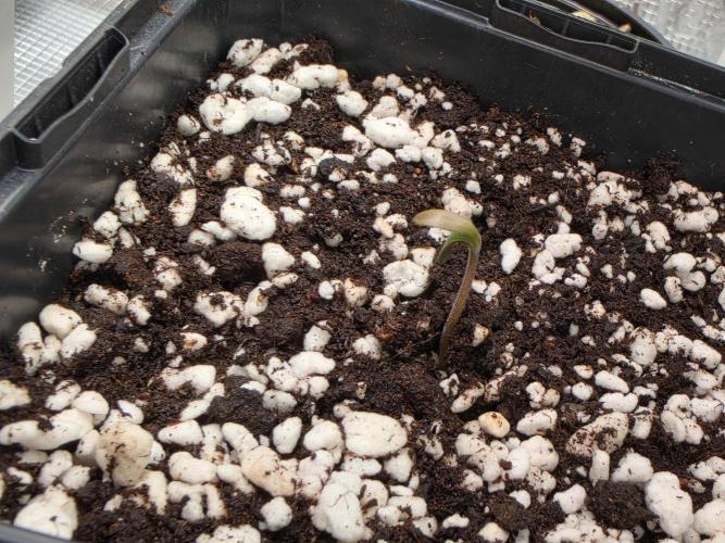 Frosty’s Auto Freak Grow Contest. Week 1 - 18.04.26