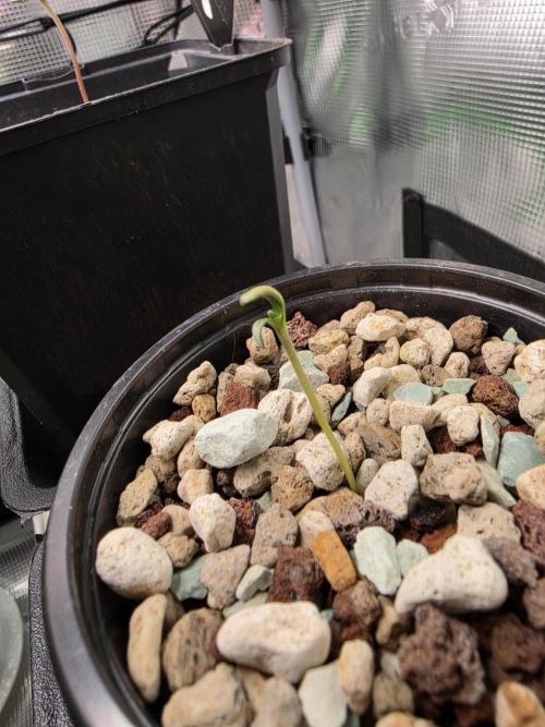 Frosty’s Auto Freak Grow Contest. Week 1 - 21.04.26