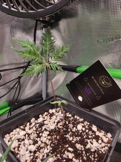Frosty’s Auto Freak Grow Contest. Week 1 - 21.04.26