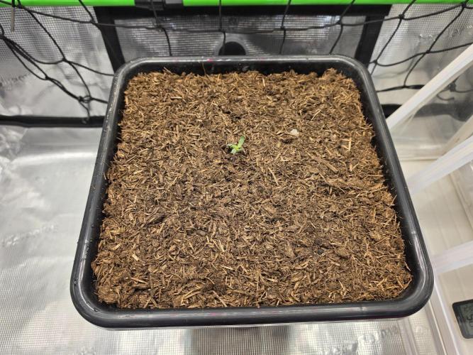 Frosty’s Auto Freak Grow Contest. Week 2 - 24.04.26