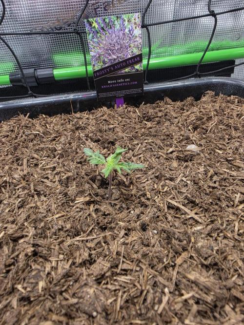 Frosty’s Auto Freak Grow Contest. Week 2 - 28.04.26