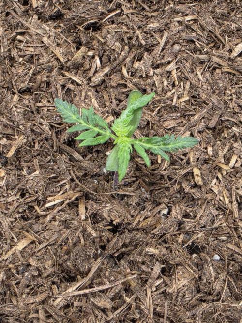 Frosty’s Auto Freak Grow Contest. Week 2 - 28.04.26
