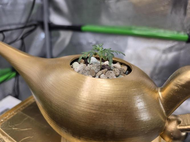 Frosty’s Auto Freak Grow Contest. Week 3 - 05.05.26