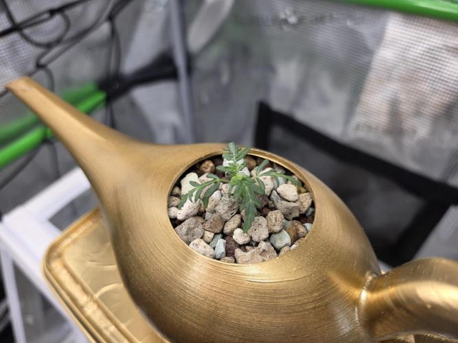 Frosty’s Auto Freak Grow Contest. Week 3 - 05.05.26