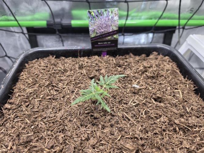 Frosty’s Auto Freak Grow Contest. Week 3 - 05.05.26