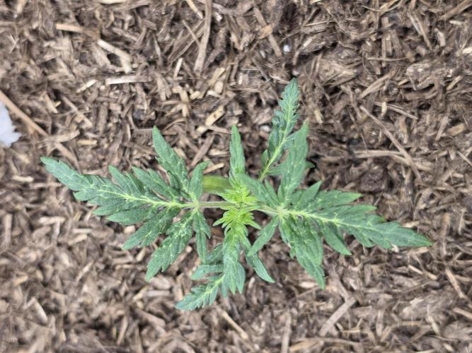 Frosty’s Auto Freak Grow Contest. Week 3 - 05.05.26