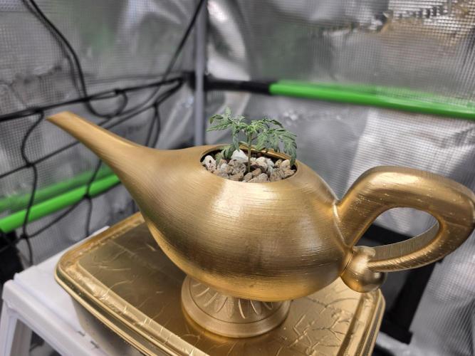 Frosty’s Auto Freak Grow Contest. Week 4 - 13.05.26