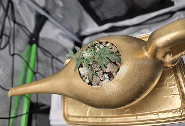 Frosty’s Auto Freak Grow Contest. Week 4 - 13.05.26