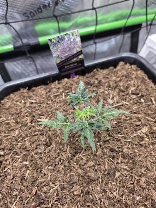 Frosty’s Auto Freak Grow Contest. Week 4 - 13.05.26