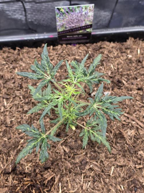Frosty’s Auto Freak Grow Contest. Week 5 - 20.05.26