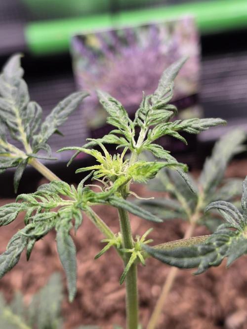 Frosty’s Auto Freak Grow Contest. Week 5 - 20.05.26