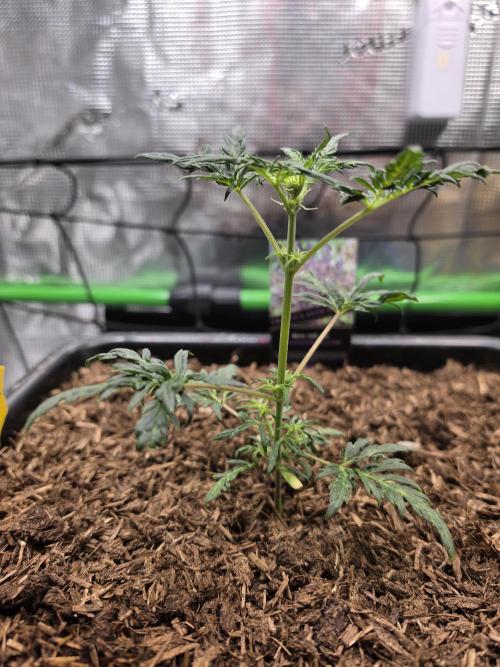 Frosty’s Auto Freak Grow Contest. Week 5 - 20.05.26