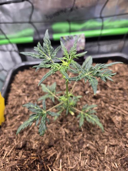 Frosty’s Auto Freak Grow Contest. Week 5 - 20.05.26